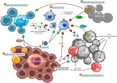 Immune checkpoint pathways in glioblastoma: a diverse and evolving landscape